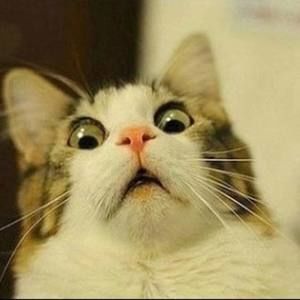 Meet your Posher, Jesse